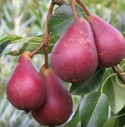 Pomi fructiferi Par Clapp rosu