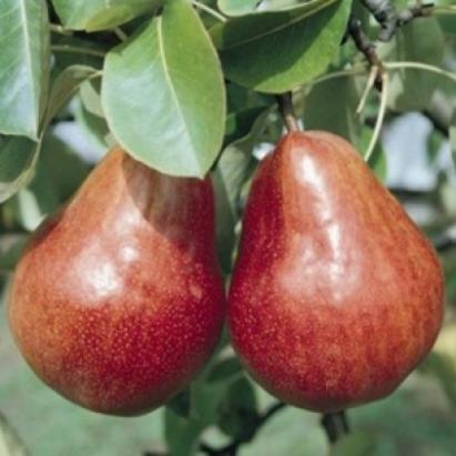Pomi fructiferi Par Wiliams rosu