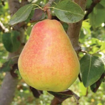 Pomi fructiferi Par Morretini
