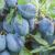 Pomi fructiferi Prun Bluefree