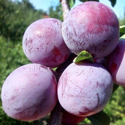 Pomi fructiferi Prun Reinclod Althan