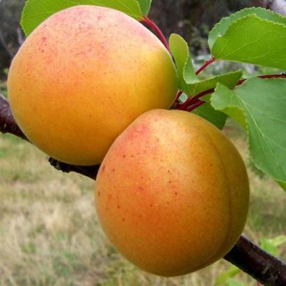 Pomi fructiferi Cais Pannonia
