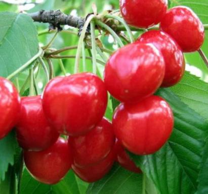 Pomi Fructiferi Visin Crisana