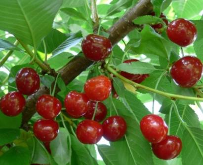 Pomi Fructiferi Visin Productiva de Debretin