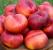 Pomi fructiferi Nectarin Plat