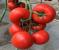 Seminte tomate Galiceno F1 (500 seminte)