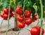Seminte tomate Galiceno F1 (500 seminte)