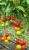 Seminte tomate Lacarta 657 F1 (500 seminte)