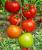 Seminte tomate Lacarta 657 F1 (500 seminte)