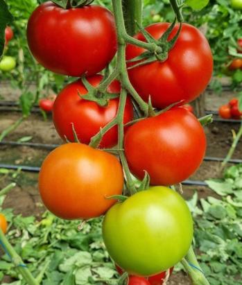 Seminte tomate Lacarta 657 F1 (500 seminte)