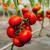 Seminte tomate Jenise F1 (500 seminte)