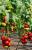 Seminte tomate Jenise F1 (500 seminte)