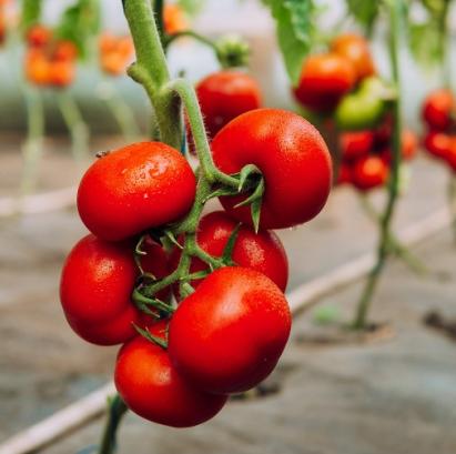 Seminte tomate Jenise F1 (500 seminte)