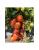 Seminte tomate Pink Soul F1 (500 seminte)