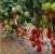 Seminte tomate Pink Soul F1 (500 seminte)