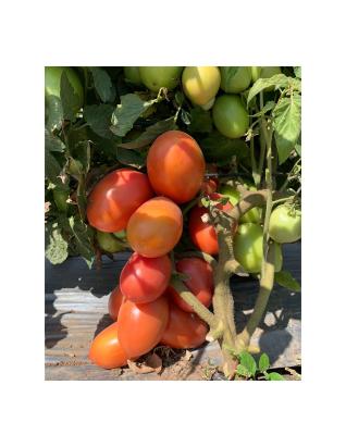 Seminte tomate Pink Soul F1 (500 seminte)