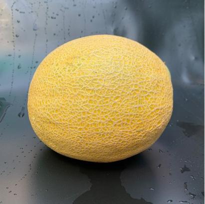 Seminte pepene galben Garfield F1 (500 seminte)