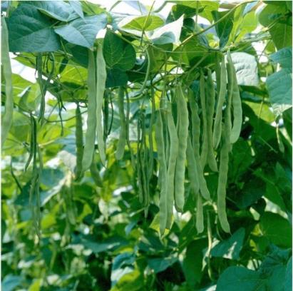 Seminte fasole lata verde Musica 500 GR