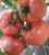 Seminte tomate Loara F1 (1000 seminte)
