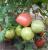 Seminte tomate Loara F1 (1000 seminte)
