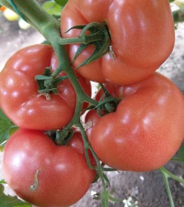 Seminte tomate Loara F1 (1000 seminte)