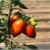 Seminte tomate prunisoara Mirely F1 (1000 seminte)