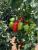 Seminte tomate prunisoara Mirely F1 (1000 seminte)