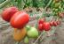 Seminte tomate prunisoara Sargento F1 (250 seminte)