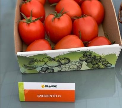 Seminte tomate prunisoara Sargento F1 (250 seminte)
