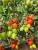 Seminte tomate prunisoara Seleto F1 (250 seminte)