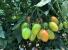 Seminte tomate prunisoara Seleto F1 (250 seminte)