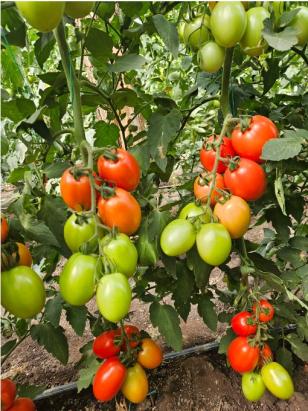 Seminte tomate prunisoara Seleto F1 (250 seminte)