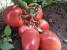 Seminte tomate roz Kongo F1 (1000 seminte)