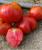 Seminte tomate DOSSIMO F1 (250 seminte)