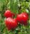 Seminte tomate DOSSIMO F1 (250 seminte)