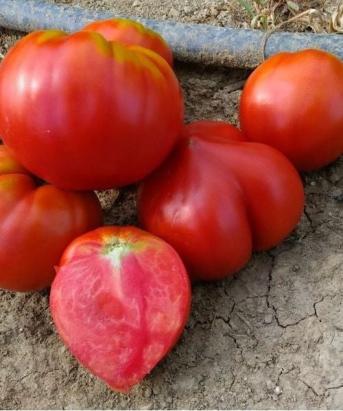 Seminte tomate DOSSIMO F1 (250 seminte)