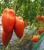 Seminte tomate BELLANDINE F1 (250 seminte)
