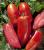 Seminte tomate BELLANDINE F1 (250 seminte)