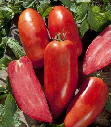 Seminte tomate BELLANDINE F1 (250 seminte)