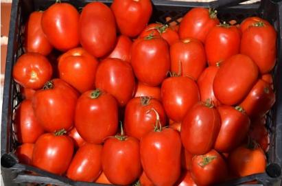 Seminte tomate determinate SERENGHETI F1 (1000 seminte)