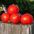Seminte tomate determinate REDIANA F1 (1000 seminte)