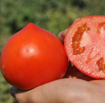 Seminte tomate determinate REDIANA F1 (1000 seminte)