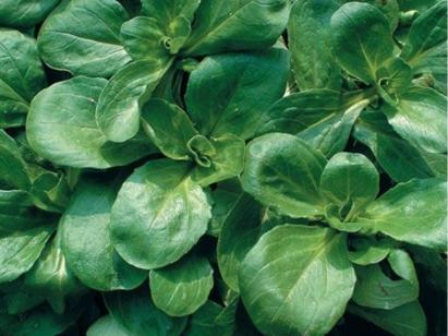 Seminte valeriana TROPHY (500 000 seminte)