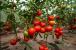 Seminte tomate Dominet F1 (500 seminte)