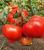 Seminte tomate Dominet F1 (500 seminte)