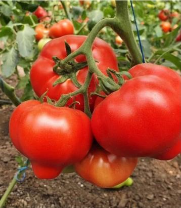 Seminte tomate Dominet F1 (500 seminte)