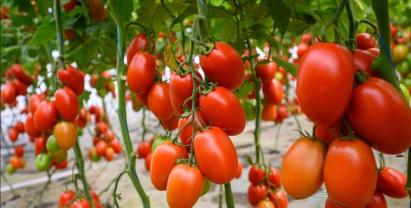 Seminte tomate Vincitori F1 (500 seminte)