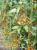 Seminte tomate cherry Katalina F1 (500 seminte)