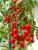 Seminte tomate cherry Katalina F1 (500 seminte)