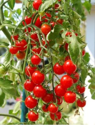 Seminte tomate cherry Katalina F1 (500 seminte)